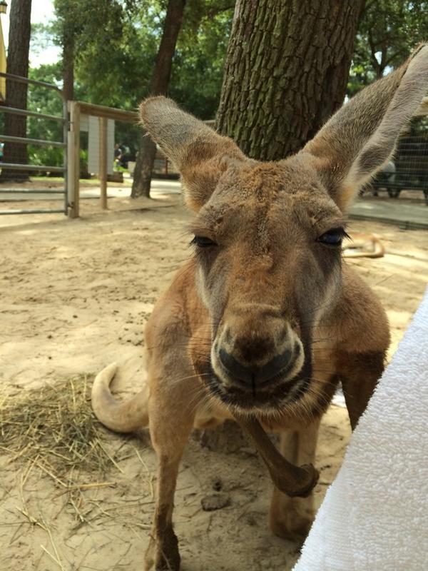 ALGulfCoastZoo's tweet image. How do you zoo? #bestzooever #kangarooencounter #gulfshores
