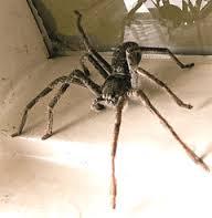 LevittJeremy's tweet photo. Call me when you kill spiders like this in Australia. #Getbig #rambo #neardeath #hashtag #CEO #crocodilehunter http://t.co/Mwa2BkWNSG