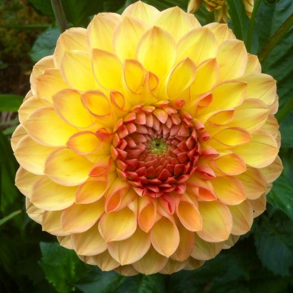 Botanist1989's tweet photo. Dahlia Darling! X http://t.co/Ym7gKlhsQZ