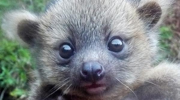 ScienceNews's tweet photo. Baby pictures, field notes fill in details of little-known raccoon relative, the olinguito: http://t.co/6xM0ftS546 http://t.co/tg2HpjOj8G