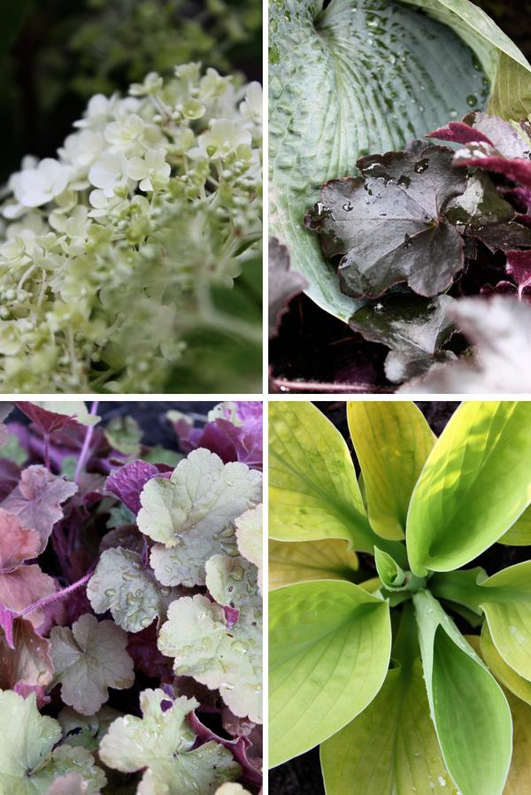 Shade garden evolution. In the beginning it was all blues... #gardenchat #plantchat #gardening #Minnesota