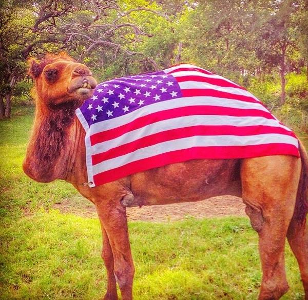 PearlConnection's tweet image. Happy Hump Day!!! #madeinusa