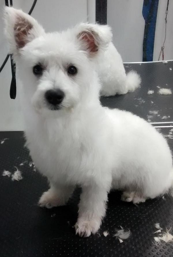 wee breed dog grooming