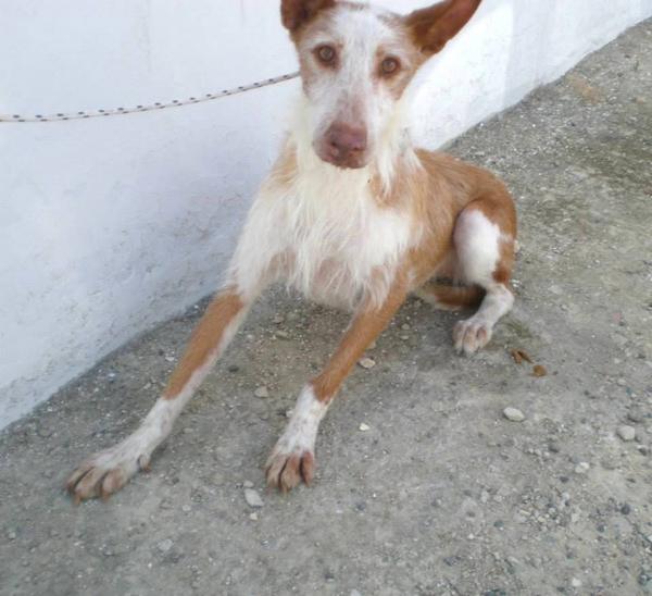 OtroFinalEsPosi's tweet photo. #PODENCA FLECHA,MATAN!PERRERA #VALENCIA,ENVÍAN!#ACOGIDA/#ADOPCIÓN!adoptadelaperrera@gmail.com https://t.co/FdxDXE5dsZ http://t.co/hoKJIcfuxg