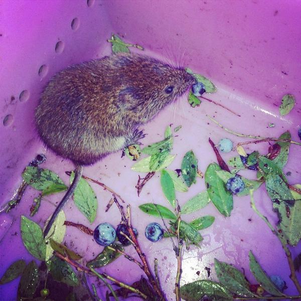 GotchaMichoacan's tweet image. Look what I caught 😉 #fieldmouse #blueberrybox #gotcha