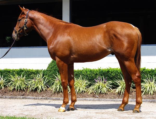 Saratoga Dreamer wins first out at Saratoga! One of our favs last year at <a href="/BluewaterSales/">Bluewater Sales</a>, who sold at KEESEP.