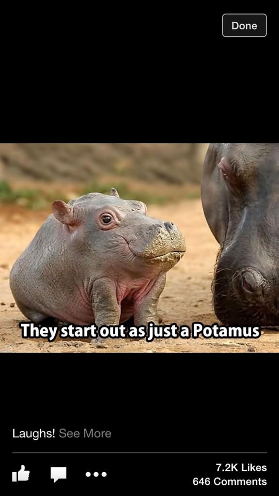 MissyCrowder's tweet photo. Hahahaha why did this strike me so funny #potamus😂😂😂 #hisface😂 http://t.co/tFzIT0I5FL