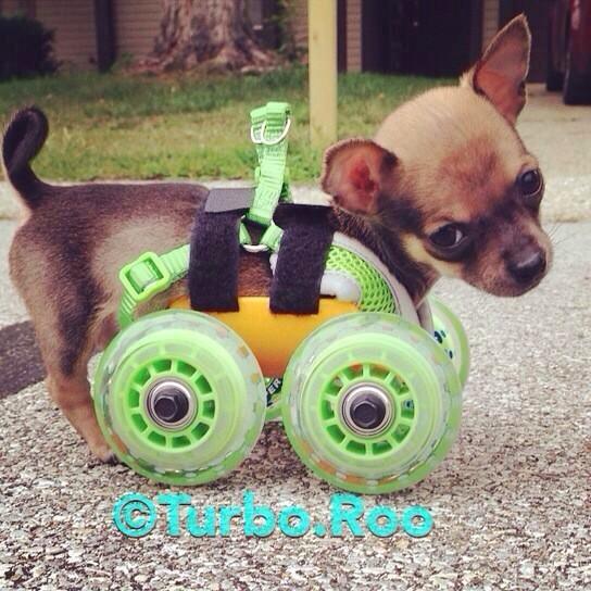 RooTurbo's tweet image. Aww Thank You!“@KnyteTech: @RooTurbo you win the award for the cutest animal to benefit from #3dprinting super #cute http://t.co/4lLqPgsdjX”