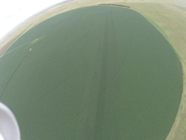 CaseyJagers's tweet image. #DupontPioneer #soybeanplot  looks good south of Grant, NE
