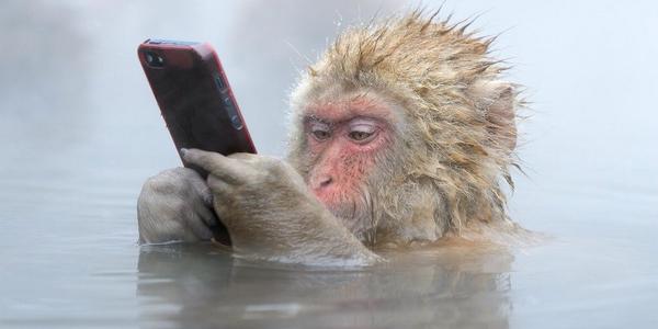inxenity's tweet photo. @jeronewalters. I thought my hubby was an iPhone addict - but this monkey beats him hands down ! http://t.co/UYJmdidP4W
