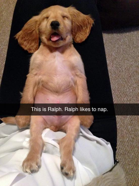 funnyorfact's tweet photo. rt if u like ralph: http://t.co/O6Ra9cyznY