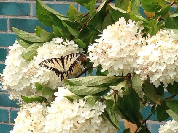 kerrinowak's tweet photo. Butterfly on hydrangea in new peace garden at Huth. #kerrinowak #teresalawrence #huthroad http://t.co/nNvtLfqu6j