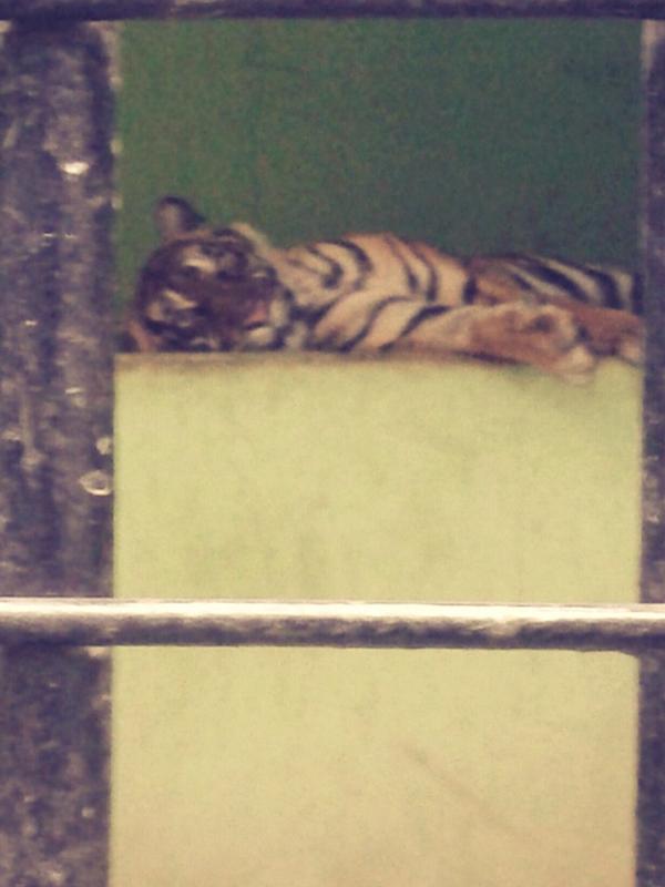 siasatsiasat's tweet photo. Yuk jenguk saudara seMamalia kita di jurug. http://t.co/TT6uns1Qig