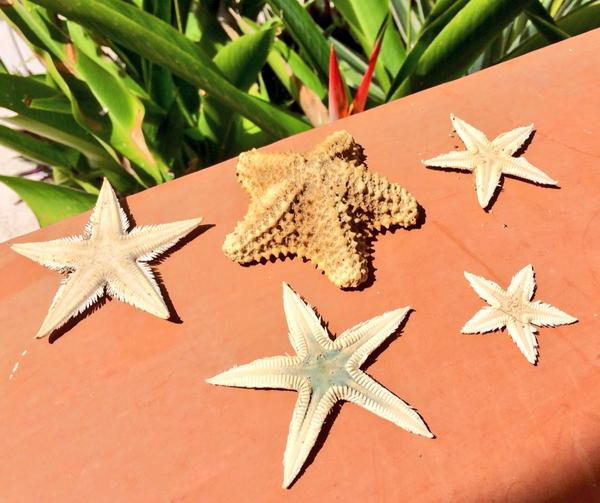 BananaBeach's tweet photo. Loving all the starfish turning up on our beautiful #beach here in #Trujillo Bay @BananaCoast http://t.co/z8RFjUe6DJ