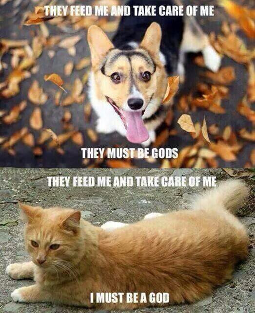 Males_Thoughts's tweet photo. Dogs vs. Cats http://t.co/wja88iNjkd