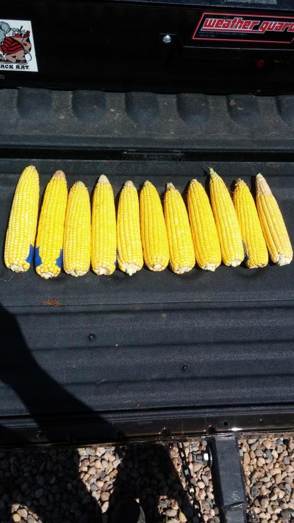 BGERK19's tweet image. Test plot ears. #corn #testplot @AgVentureInc @DEKALBSeed @ChannelSeed @DuPontPioneer @Hoegemeyer