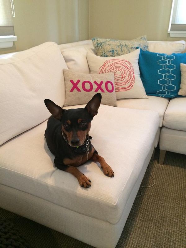 ShiversFox's tweet image. I was Twit-shamed today for not having enough followers. Can you help a bitch out and follow me? XO Shivers