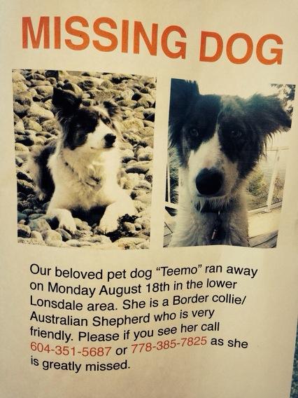 Help find this missing dog in North Van!