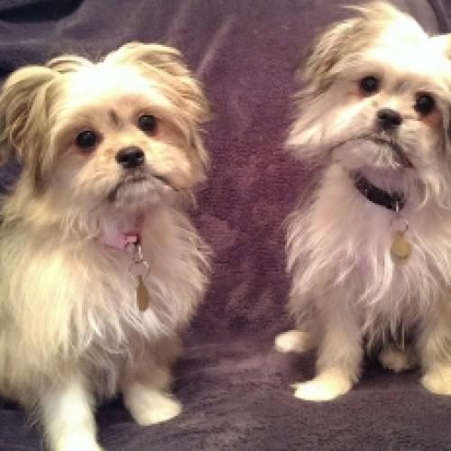 TinksPetspage's tweet photo. Join Tinks, Hiro &amp; Dfor on http://t.co/qIqVRsqqZI  to socialize with thousands of pet lovers from around the world! http://t.co/wIolijzJGq