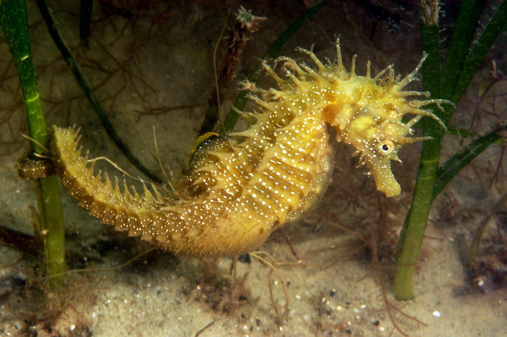 Hippocampus ramulosus