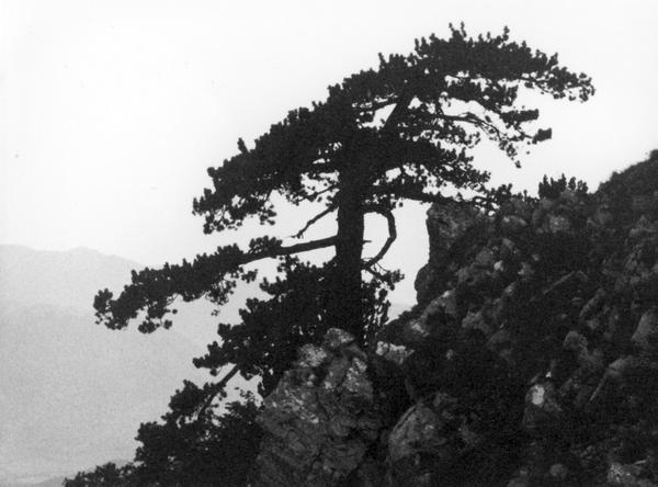 PollinoMusic's tweet photo. dal nostro archivio storico : Parco Nazionale del Pollino @ParcodelPollino @Basilicata_Tur @basilicatanet http://t.co/oygEZsbJtS
