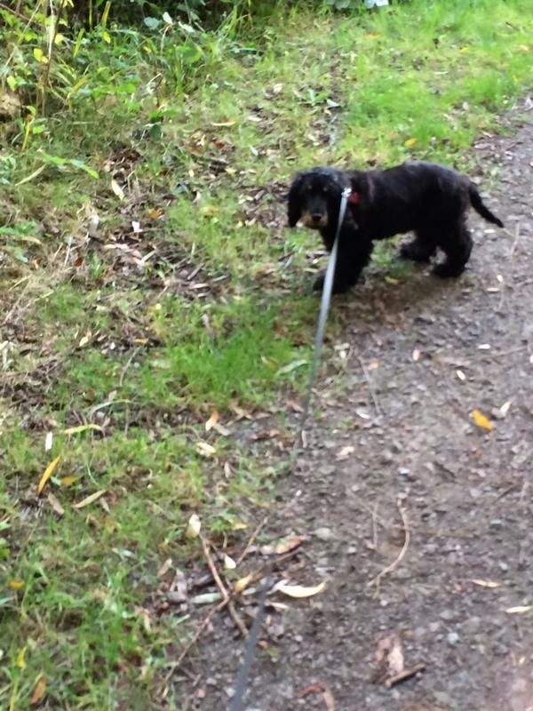 BackdoorBlake's tweet photo. Walking the big man! http://t.co/X7Ph7FjIoX