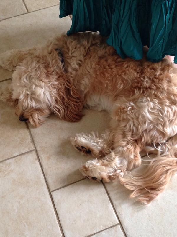 TobyCockapoo's tweet image. Forever sleeping under peoples feet.. #dog #woman #skirt #sleeping
