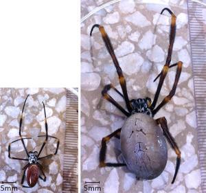 newscientist's tweet photo. Arachnophobes, look away. Australian cities are encouraging monster spider growth http://t.co/kDAVF3qWW7 http://t.co/7VrShhgG35