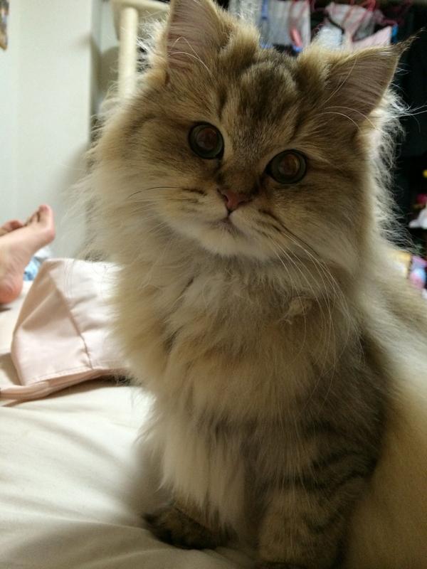もふもふ にゃんこ テト בטוויטר ママと遊びたいのです さっきから横でゴロゴロ喉鳴らしヽ ノ 可愛いから わざと眺めてる笑 猫 子猫 ねこ ネコ Cat Kitten ペルシャ チンチラ モフモフ もふもふ ふわふわ Http T Co Bhifd7mlxm もふもふ にゃんこ テト בטוויטר ママと遊びたいのです さっきから横でゴロゴロ喉鳴らしヽ ノ 可愛いから わざと眺めてる笑 猫 子猫 ねこ ネコ Cat Kitten ペルシャ チンチラ モフモフ もふもふ ふわふわ Http T Co Bhifd7mlxm