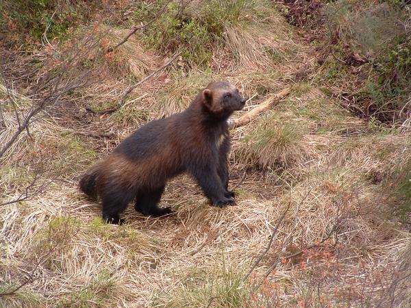 NationalForests's tweet photo. 5 Things You May Not Know About Wolverines (not the kind in Ann Arbor) http://t.co/T8gccMyNED http://t.co/BVOy7v5jn8