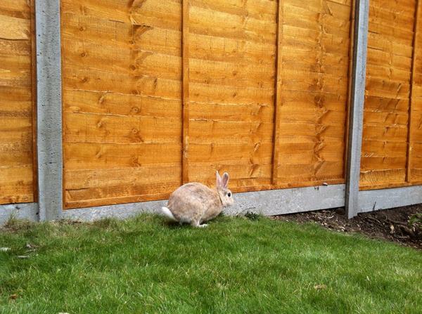 ricsmithster's tweet image. Rabbit fence inspection taking place....

#nomorenextdoorherbs #notahappybunny
#ringfenced