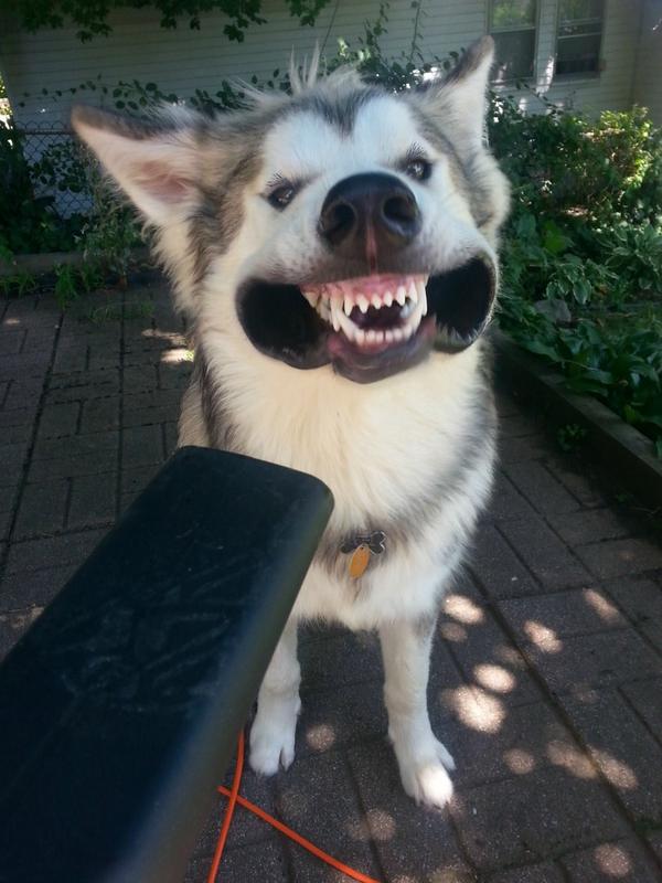 tigerclub's tweet image. Good morning tigers! Hope you're as happy as a husky with a leaf blower