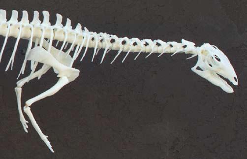 3D Printing Saves Time in Creating 50-Inch Long Museum Quality Dryosaurus Replica - 3dprint.com/12630/3d-print…