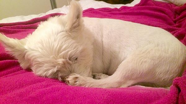 BraveWinston's tweet image. Sweet dreams fur faces ❤️🐾💤