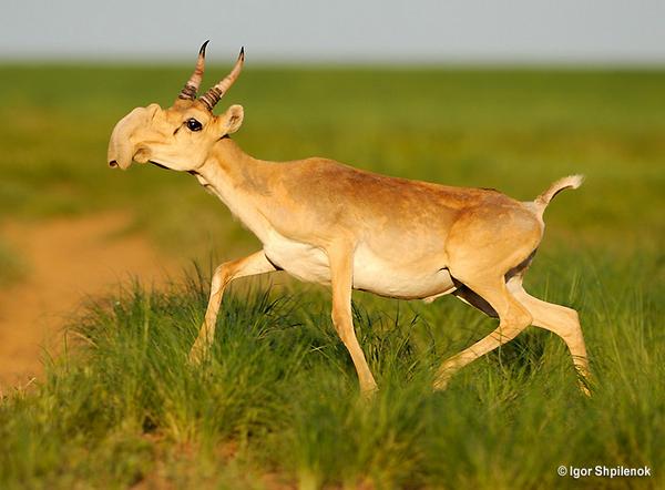Random Animal Facts (@1AnimalFactaDay) / Twitter Random Animal Facts (@1AnimalFactaDay) / Twitter