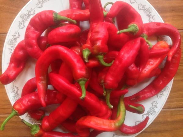Fact of the day: peter piper actually picked a peck of jimmy nardello peppers! cc: <a href="/dansnow77/">Daniel Snowden</a> <a href="/PaulKahan/">Paul Kahan</a> #boom