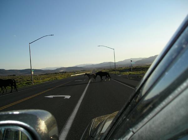 RonWEnos's tweet photo. Wild horses crossing the road in #DaytonNevada. Roughly ten of them, took a while. #VirginiaCity #USRoute50 http://t.co/NcM6N48RUu