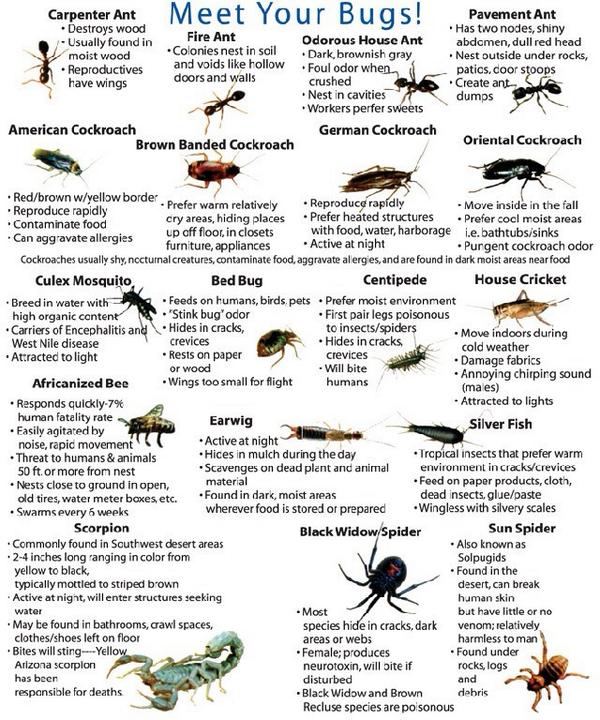 LibertyPestNY's tweet photo. @AstorRowCafe #PestControl in #NYC and surrounding areas NO PROBLEM 
‼️LET US HELP YOU‼️
#NoPests http://t.co/U1nlRkFf2P