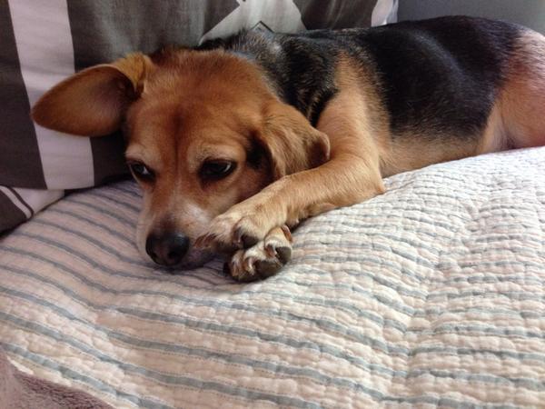 skeys48_keys's tweet photo. Spending time with our baby girl Lucy! http://t.co/lVy7f8OpZO