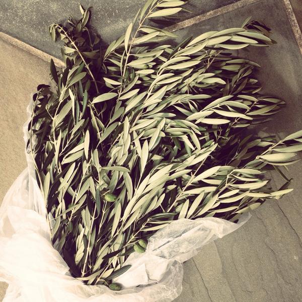 Look at these beauties that just arrived for our wedding tomorrow! #olivebranches #weddingdecor #vaweddingplanner