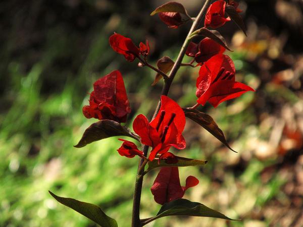 Champagnie's tweet photo. How My Bougainvillea Taught Me to Live with Less http://t.co/1LJZmQFJr2 via @washingtonpost http://t.co/6sq5FA9yj3