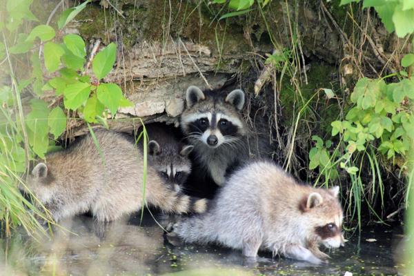 are raccoons nocturnal are raccoons nocturnal