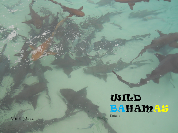 Bahamawildlife's tweet photo. Nurse sharks in the Exuma Cays #sharks #Bahamas http://t.co/xoDn25zxVf