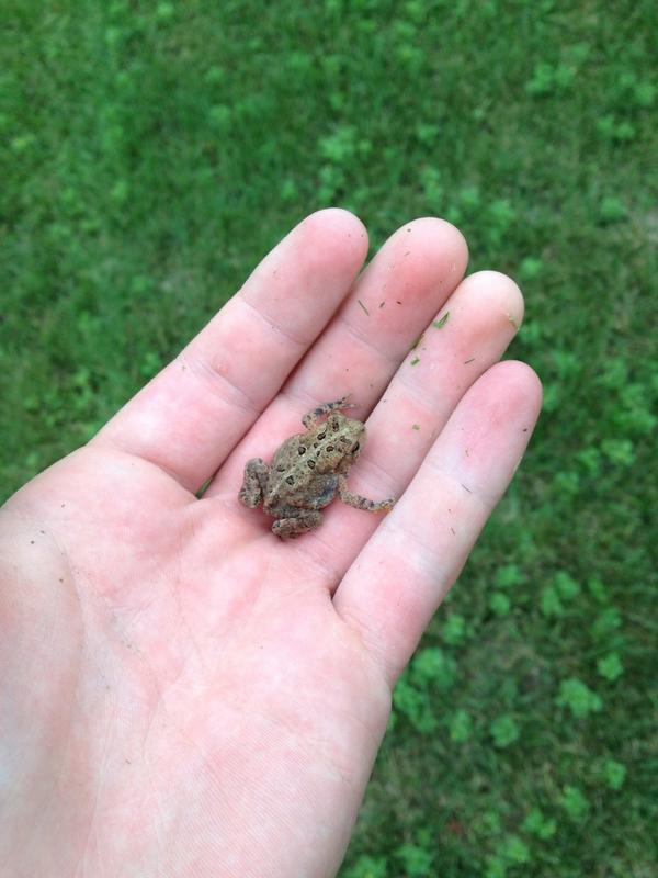 JBerger33's tweet photo. Made a little friend while mowing the lawn todayโค๏ธโค๏ธโค๏ธ #AlmostRanHimOver #๐ธ http://t.co/SEaL8FeLq6