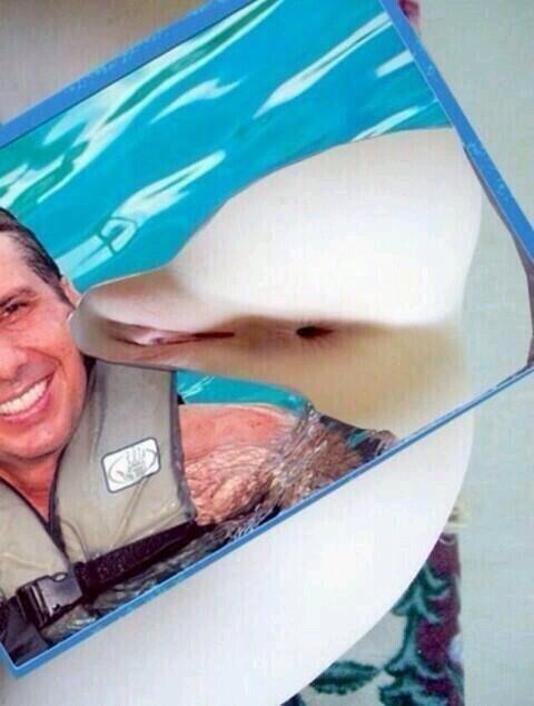 Wen yu reelize thts not a dolfin
