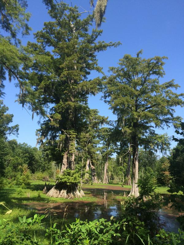 DULandMan's tweet image. Would you protect this property?
#LandProtection