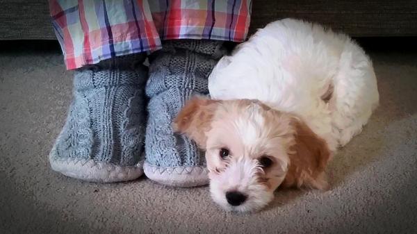 MerlinCockapoo's tweet image. @TobyCockapoo yep me too!