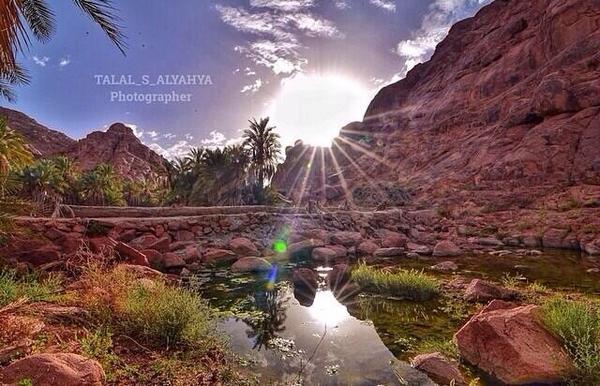ssaa_109 tweet picture