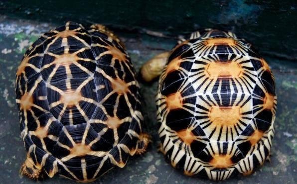 sofiabiologista's tweet photo. Each radiated tortoises (Geochelone radiata) from Madagascar has a totally unique pattern. http://t.co/wftlMK431S