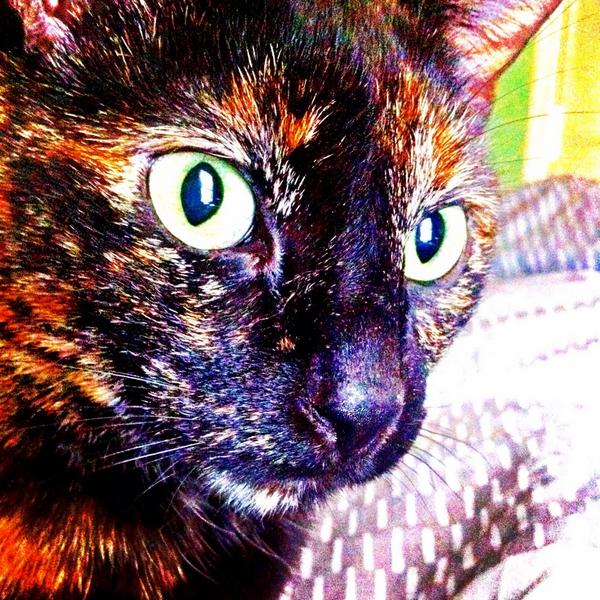 PrncessConsuela's tweet photo. My kitty cat moose has been missing for a couple days in the flon/ Channing area. Please contact if seen 😢😢 http://t.co/qEeJCTaROT